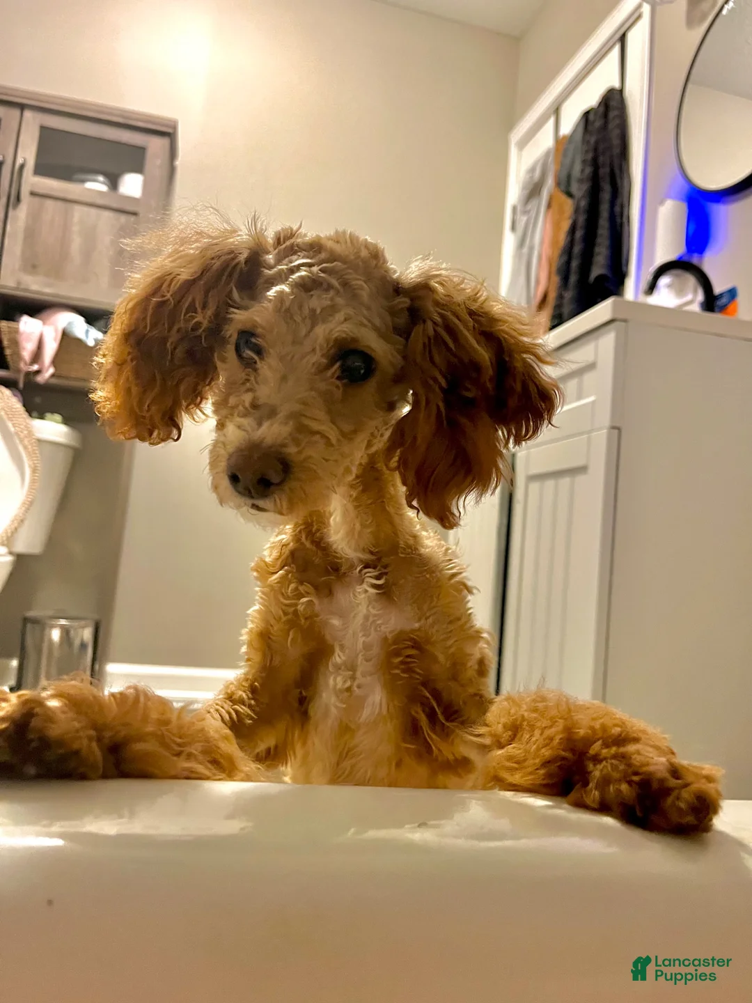 Miniature Poodle dogs for sale: Miniature Poodle 1 - Ad 2