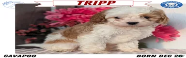 Tripp