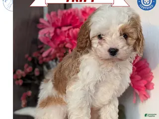 Cavapoo dogs Tripp - Ad 3