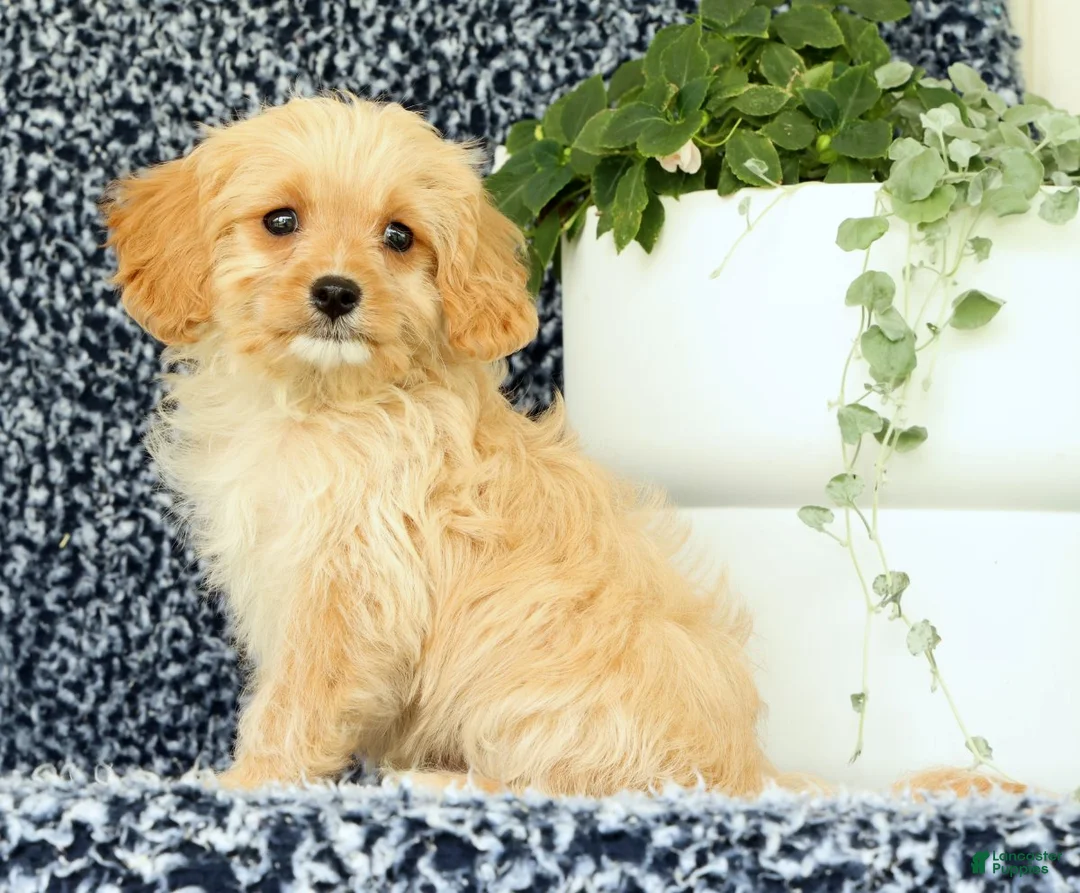 Cavapoo dogs for sale: Winston - Ad 1