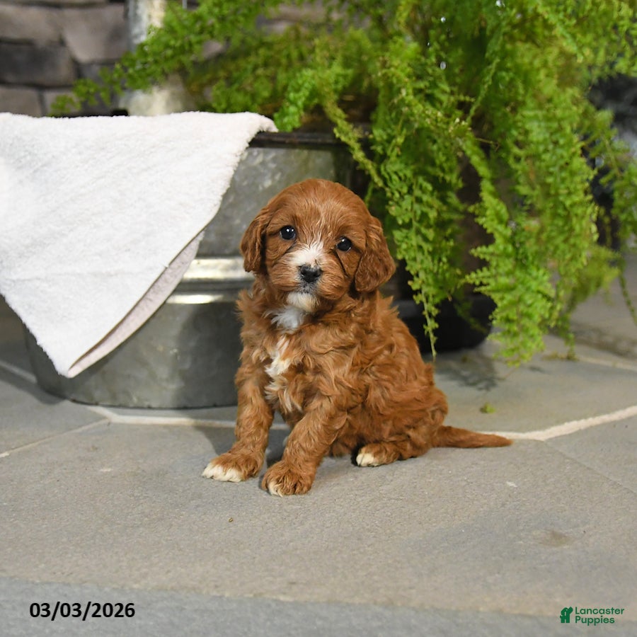 Cavapoo dogs Tootsie - Ad 2