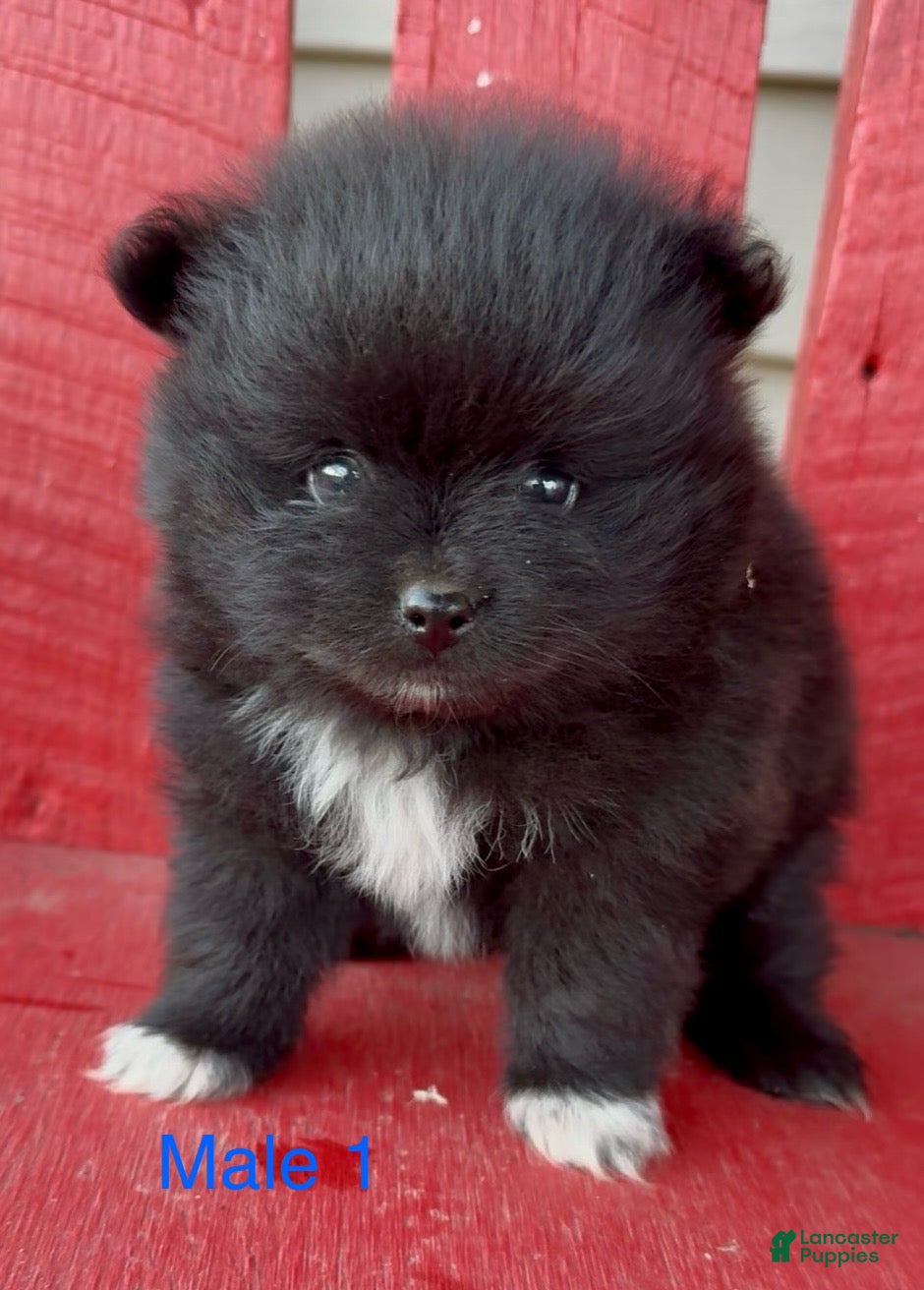 Pomeranian Puppies for sale in Michigan Lancaster Puppies