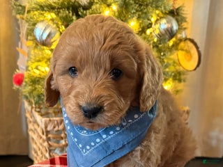 Mini Goldendoodle dogs Goose - Ad 4