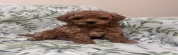 Cavapoo dogs for sale: Beau (Bo) - Ad 3