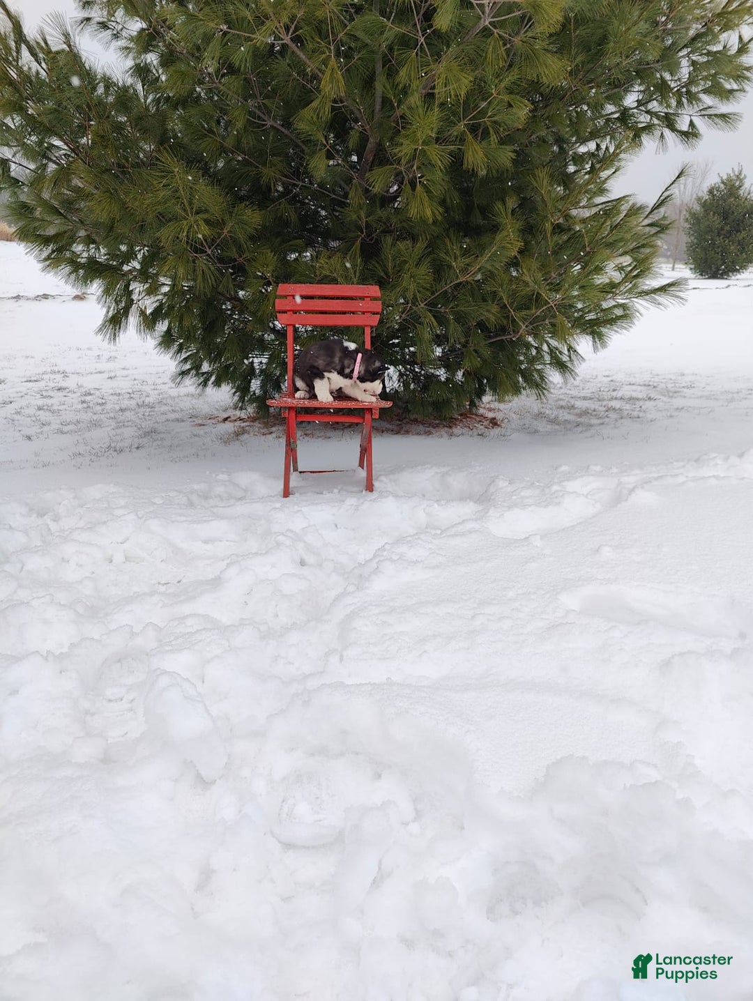 Siberian Husky dogs for sale: Lucy - Ad 12