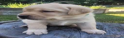 Labrador Retriever dogs for sale: Legend  - Ad 9