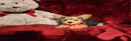 Yorkshire Terrier dogs for sale: *LOKI* - Ad 7