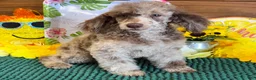 Miniature Poodle dogs for sale: Speckles - Ad 3