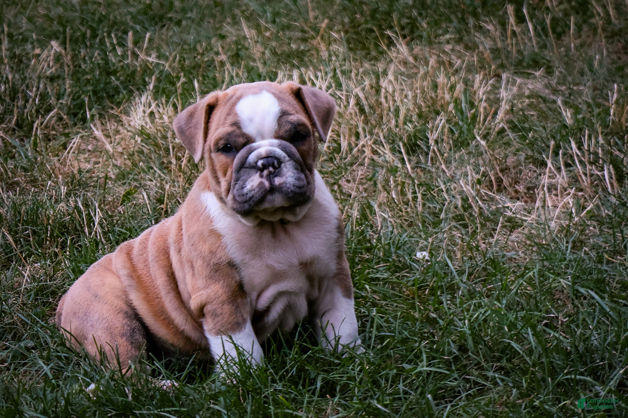 English Bulldog dogs Diesel - Ad 1