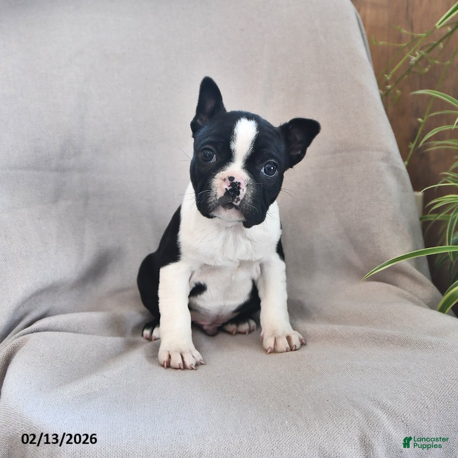 Boston Terrier dogs Parker - Ad 1