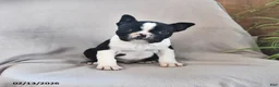 Boston Terrier dogs for sale: Parker - Ad 1