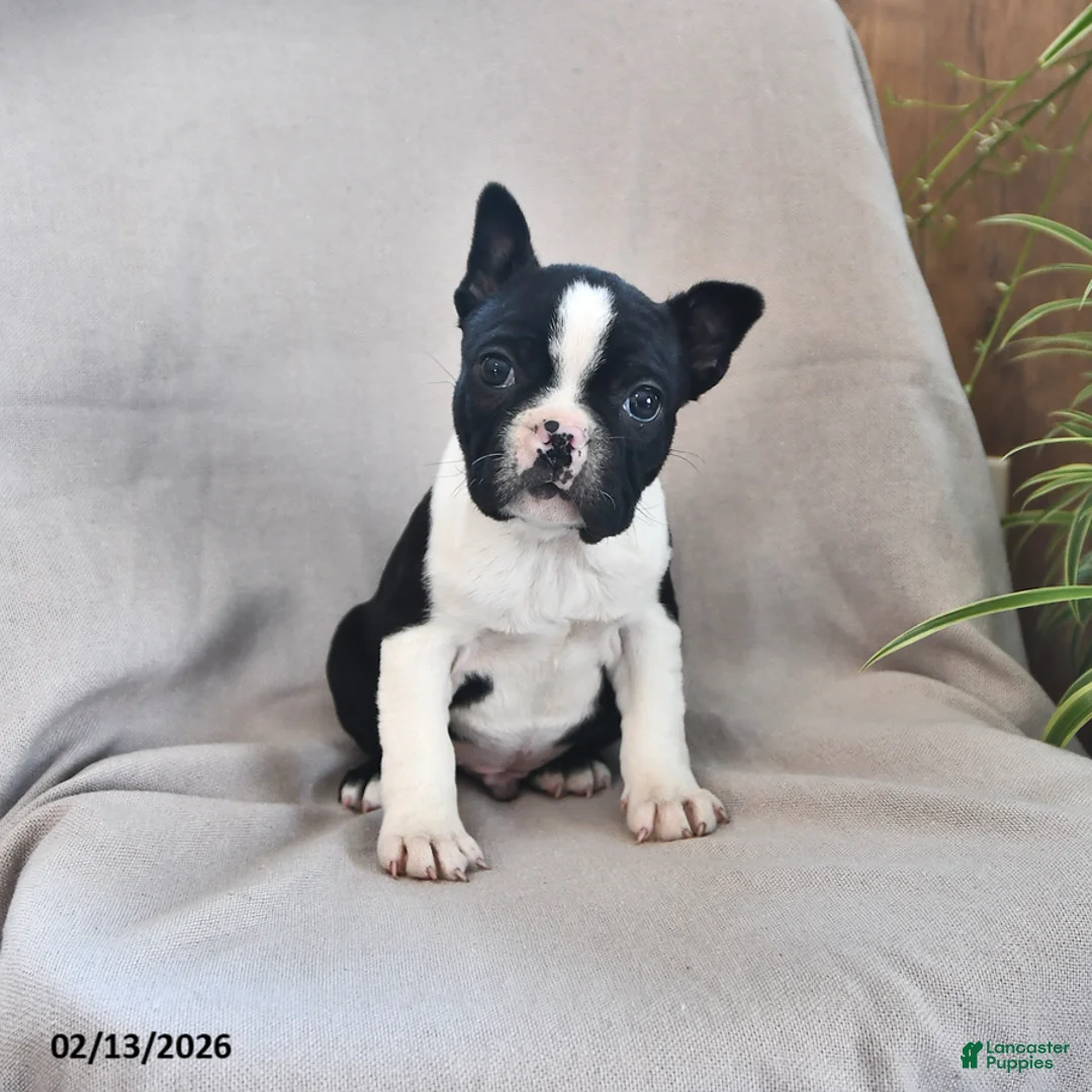 Boston Terrier dogs for sale: Parker - Ad 1