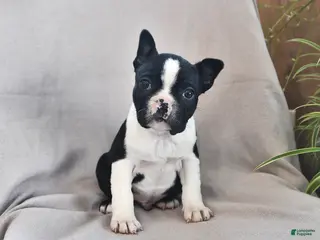 Boston Terrier dogs for sale: Parker - Ad 2