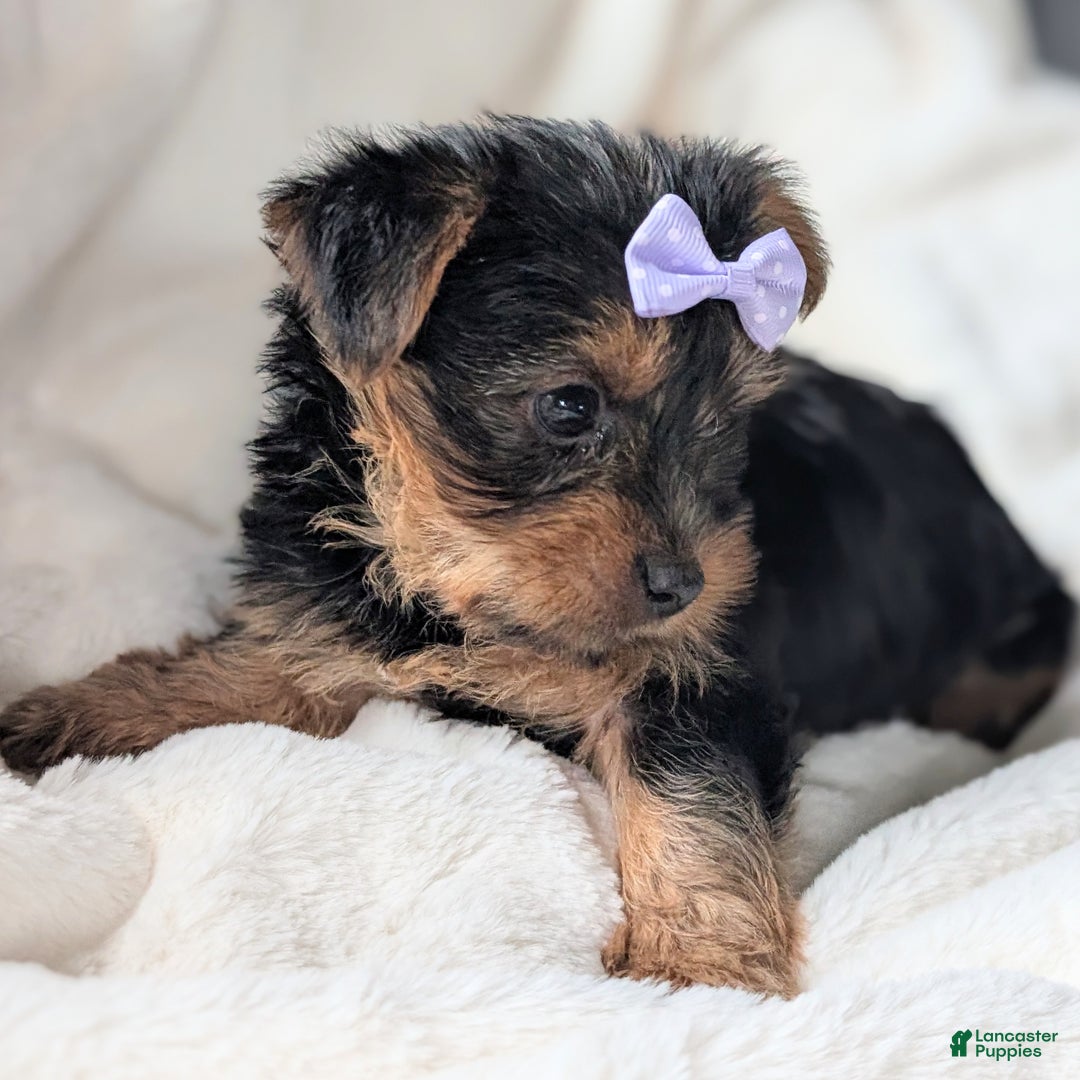 Yorkshire Terrier dogs for sale: Elsa - Ad 7