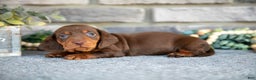 Miniature Dachshund dogs for sale: Toby - Ad 2