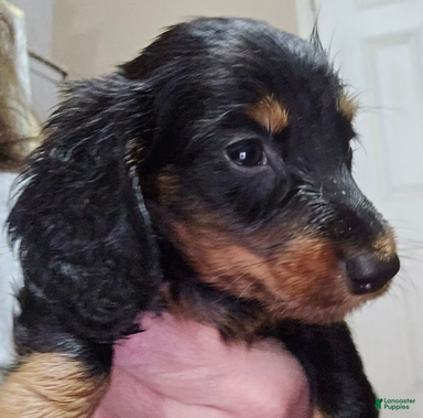 Dachshund dogs Bigger boy - Ad 3