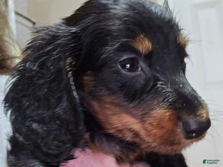 Dachshund dogs Bigger boy - Ad 27