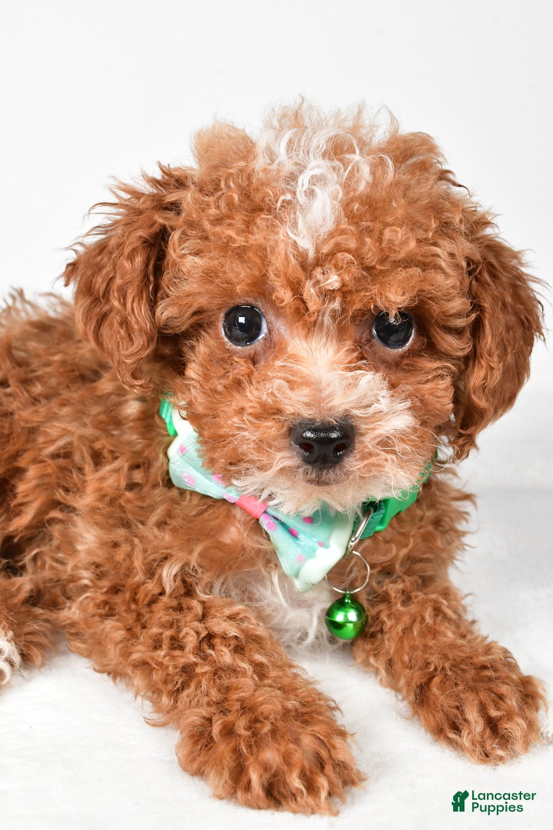 Toy Poodle dogs for sale: Eclare - Ad 3