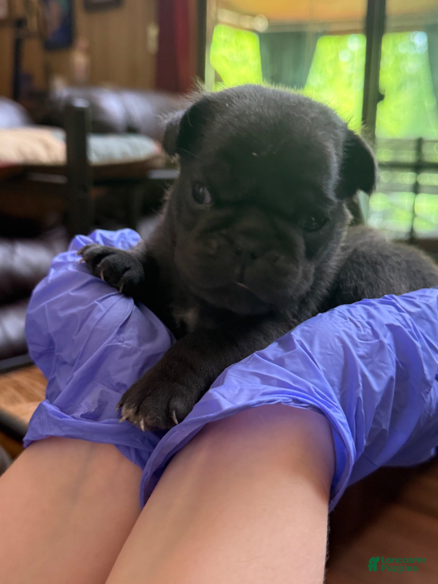 Pug dogs Pug 2 - Ad 39