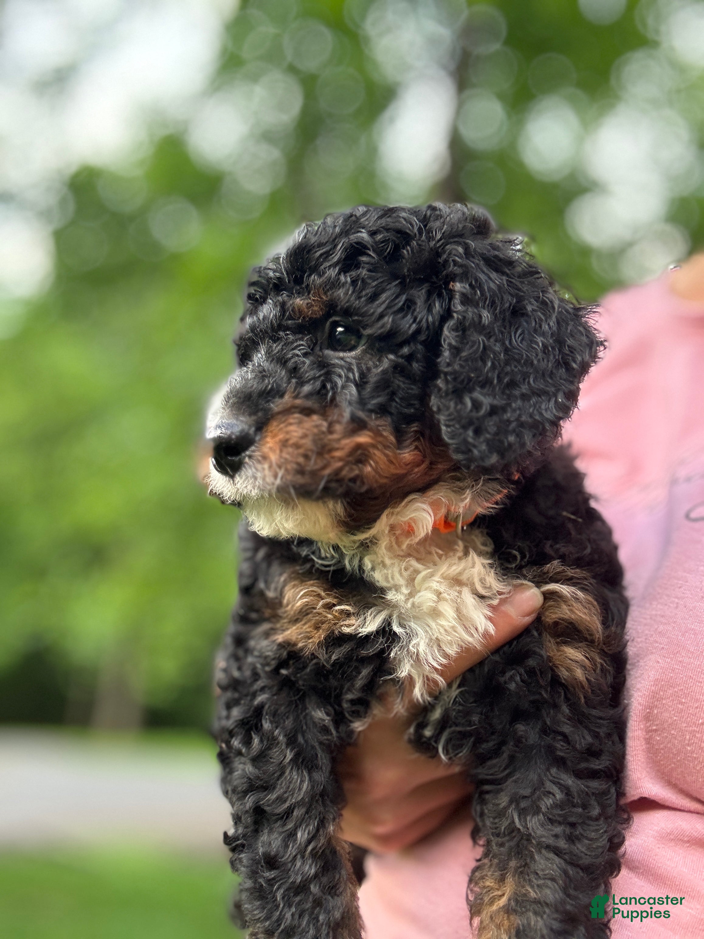 Mini Bernedoodle dogs Ryder - Ad 1