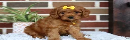 Cavapoo dogs for sale: Skye - Ad 9