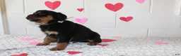 Rottweiler dogs for sale: Ted - Ad 6