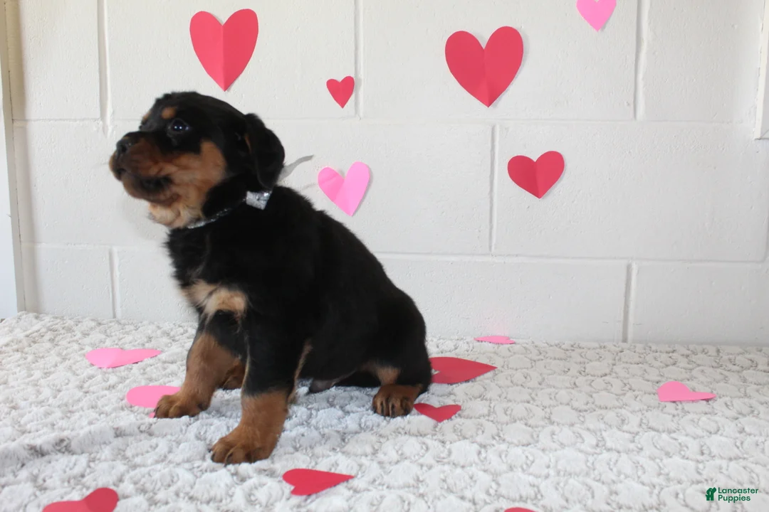 Rottweiler dogs for sale: Ted - Ad 6