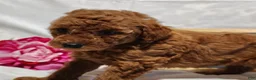 Mini Goldendoodle dogs for sale: Brooke - Ad 3