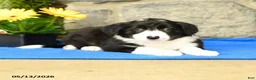Border Collie dogs for sale: Katy - Ad 3