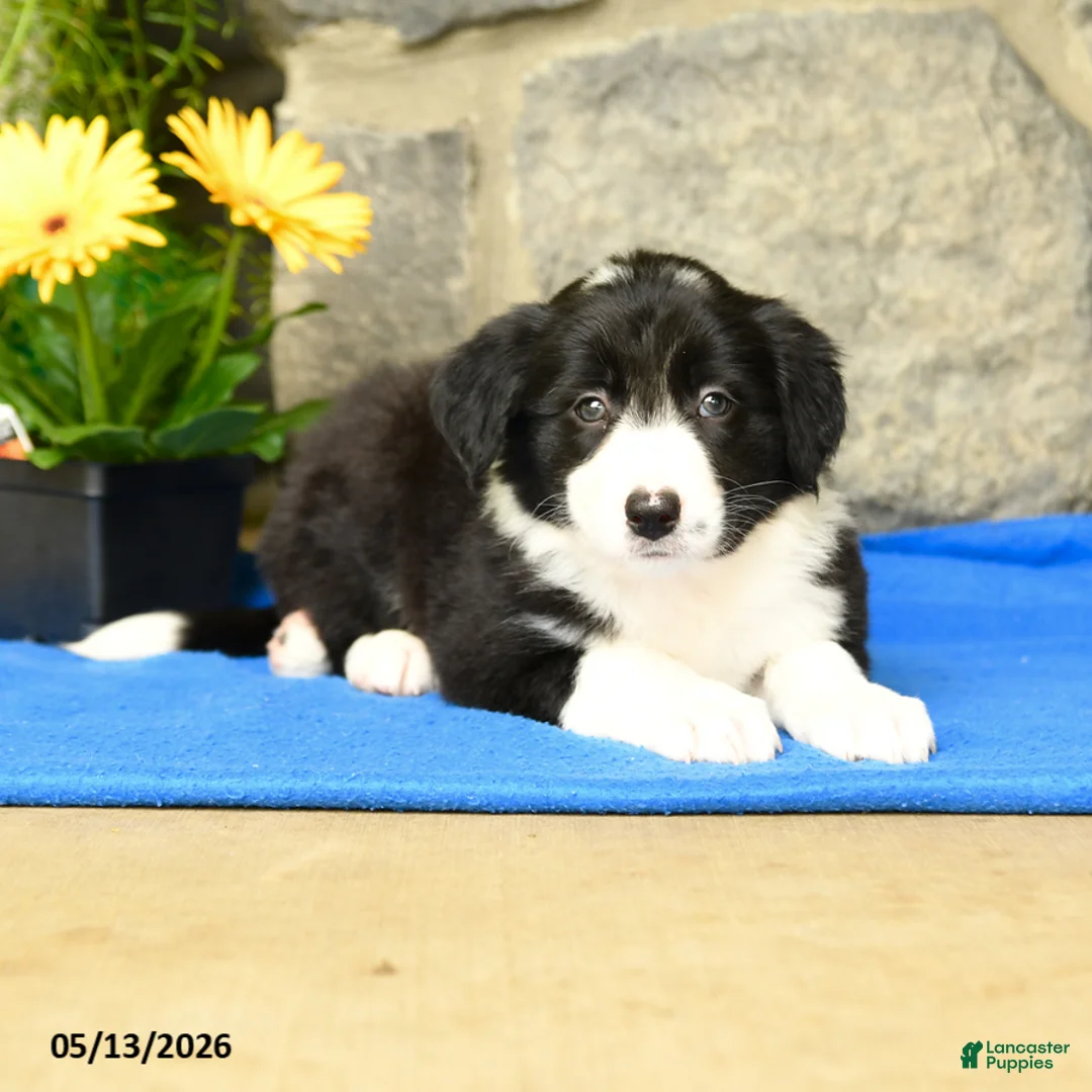 Border Collie dogs for sale: Katy - Ad 3