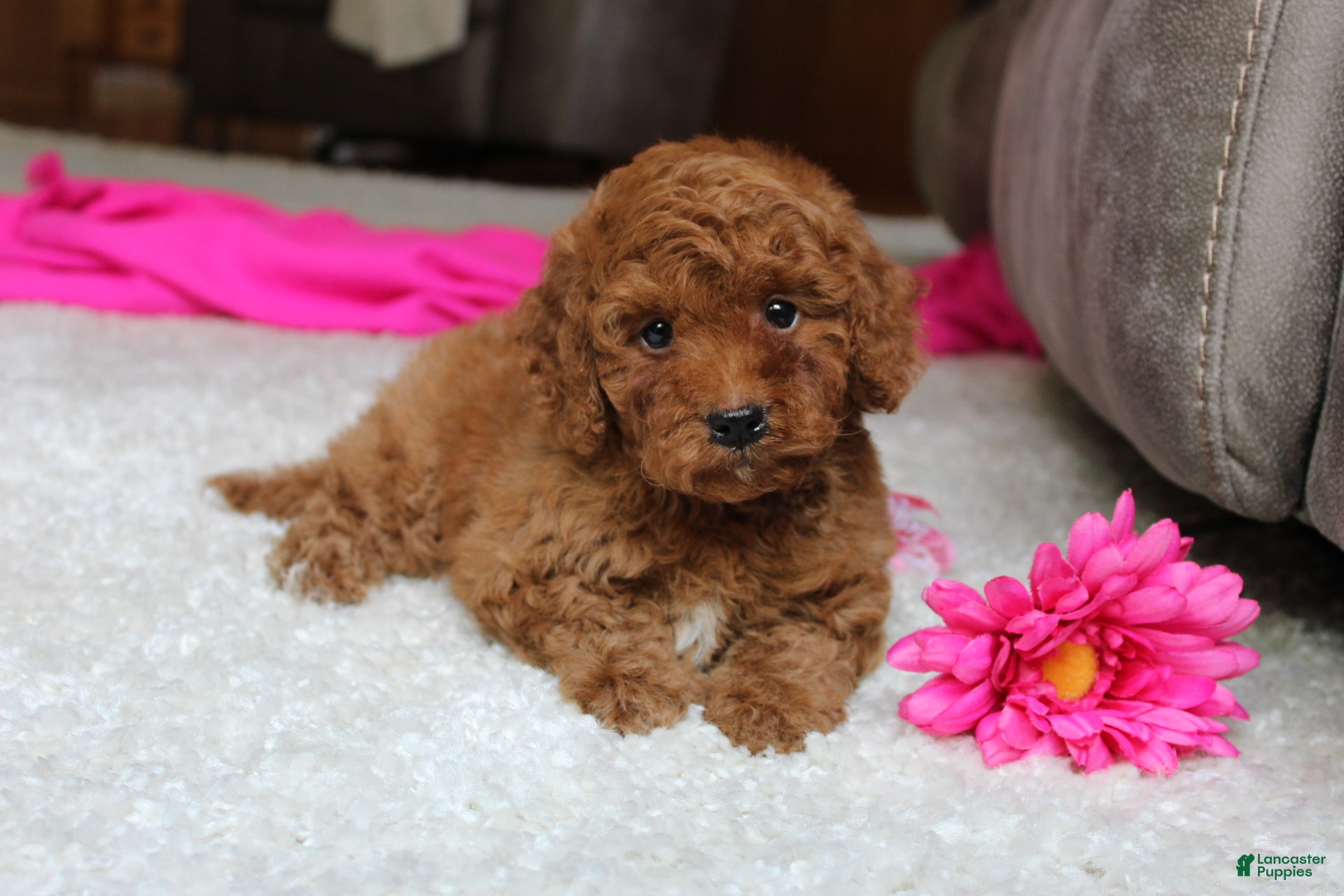 Cavapoochon dogs Monica - Ad 1