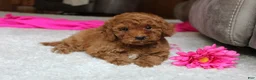 Cavapoochon dogs for sale: Monica - Ad 1