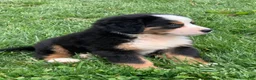 Bernese Mountain Dog dogs for sale: Comanche  - Ad 5