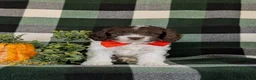 Cockapoo dogs for sale: Favio - Ad 2