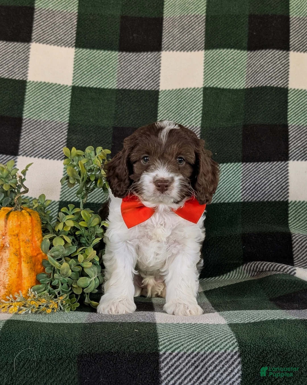 Cockapoo dogs for sale: Favio - Ad 2