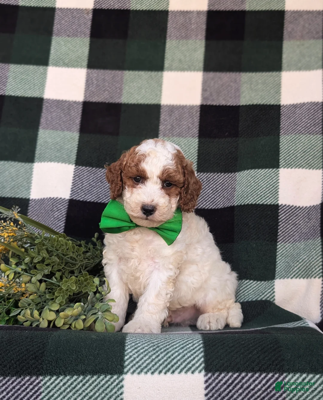 Miniature Poodle dogs for sale: Curtiss - Ad 1