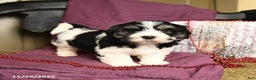 Havanese dogs for sale: Cliff - Ad 2