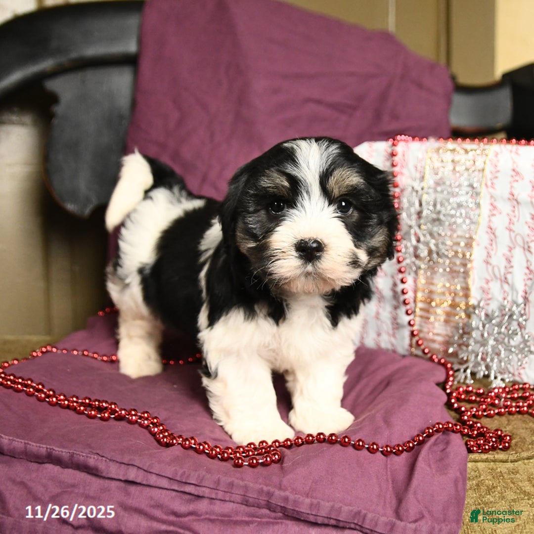 Havanese dogs for sale: Cliff - Ad 2