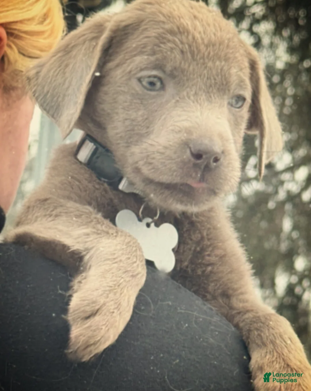 Labrador Retriever dogs for sale: Labrador Retriever Puppy 2 - Ad 2