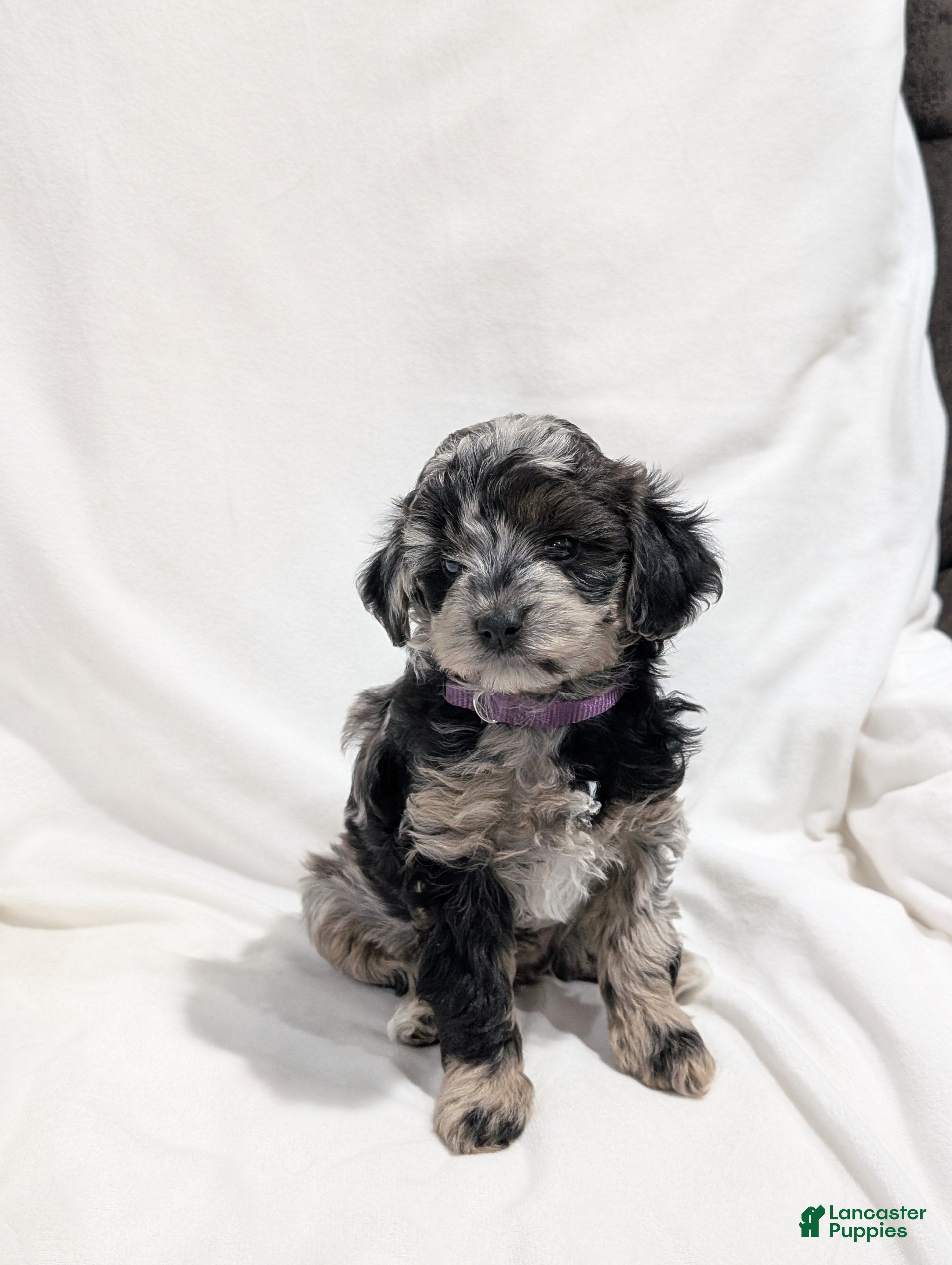 Mini Goldendoodle dogs Ivory  - Ad 1