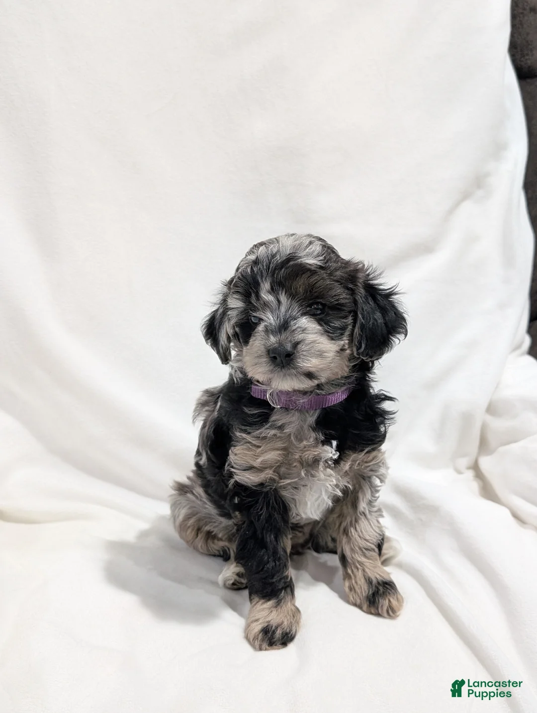 Mini Goldendoodle dogs for sale: Ivory  - Ad 1