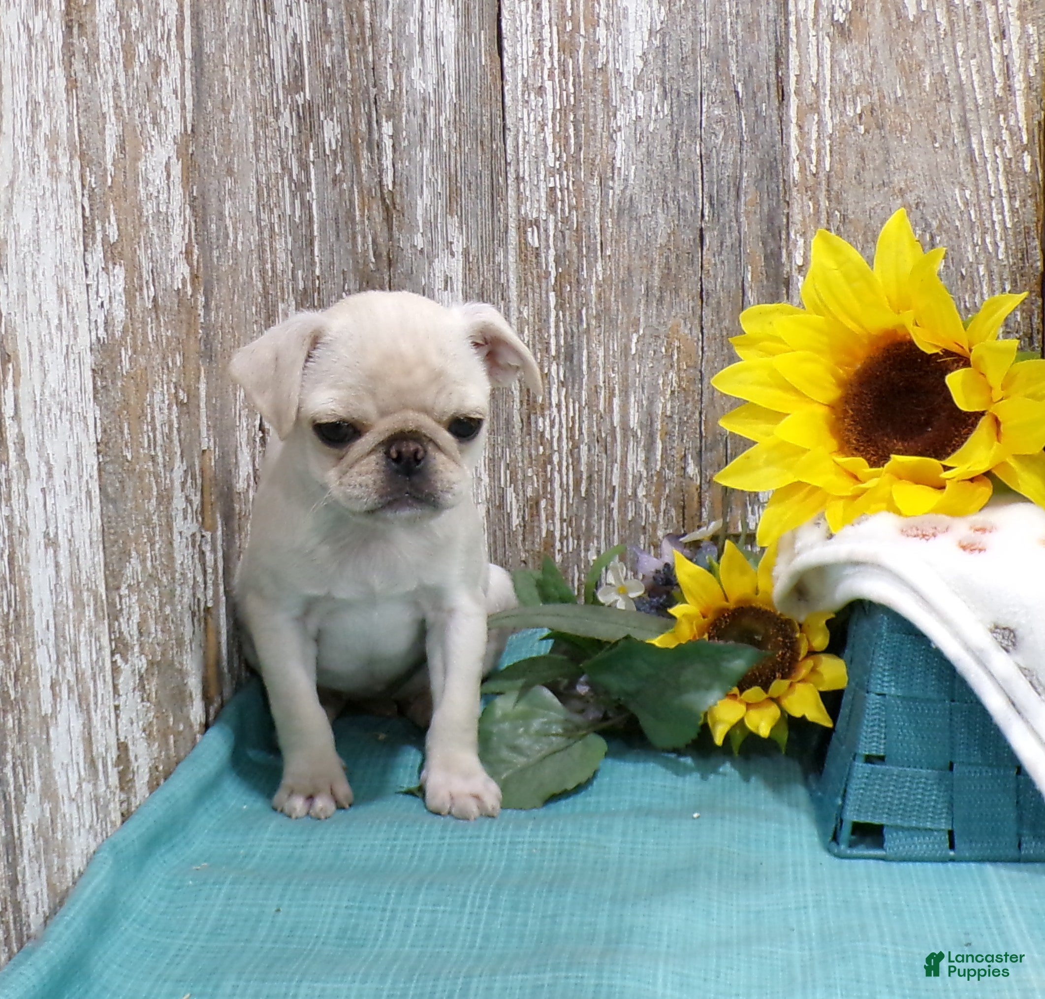 Pug dogs ANNIE - Ad 2