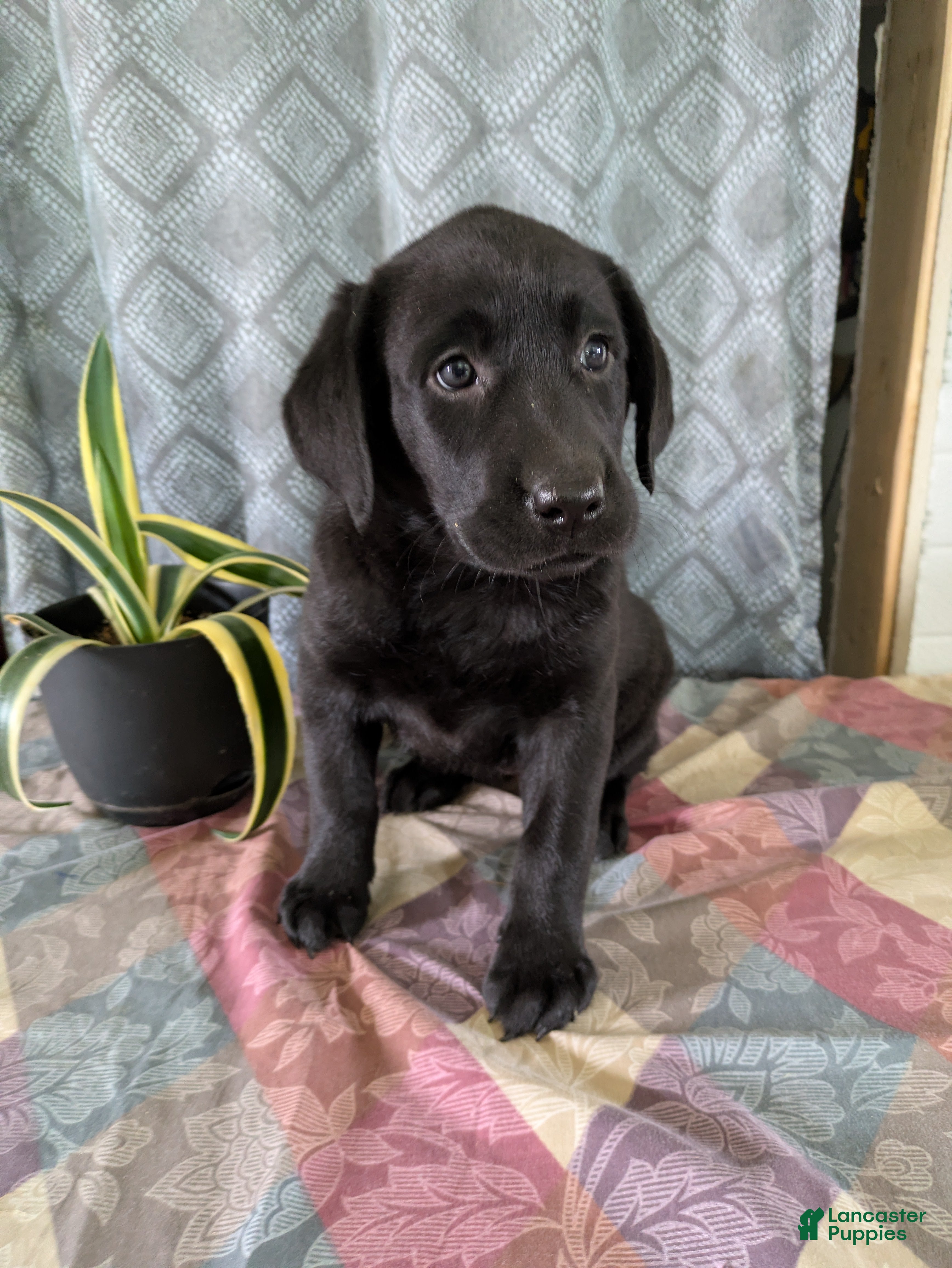 Labrador Retriever dogs Ruby - Ad 4