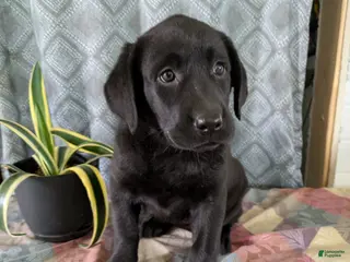 Labrador Retriever dogs Ruby - Ad 4