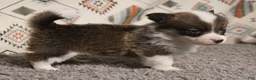 Welsh Corgi Pembroke dogs for sale: Mochi - Ad 2