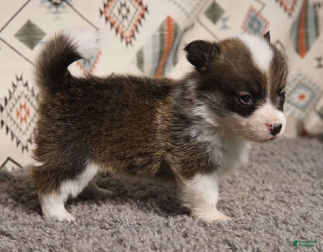Welsh Corgi Pembroke dogs for sale: Mochi - Ad 2