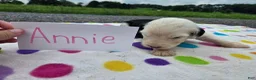 Sheepadoodle dogs for sale: Sheepadoodle 5 - Ad 1
