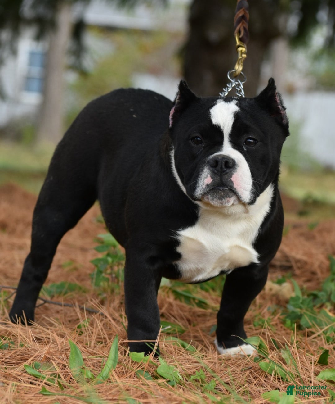 Mixed Breed dogs for sale: Prettia bully bulldog hybrid  - Ad 15