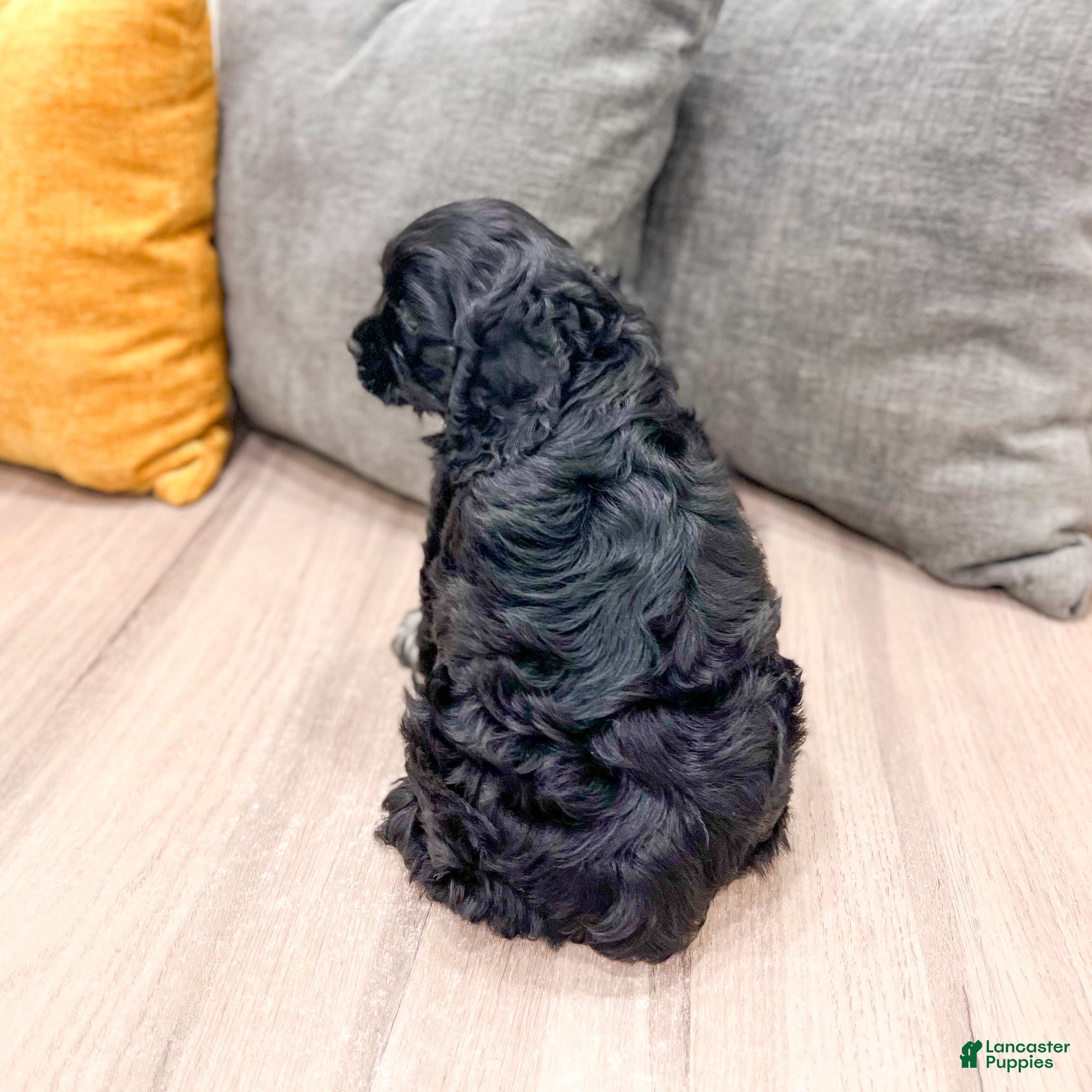 Cocker Spaniel dogs Elsa - Ad 2