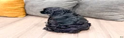 Cocker Spaniel dogs for sale: Elsa - Ad 5